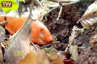 نگاه مستند-آهسته