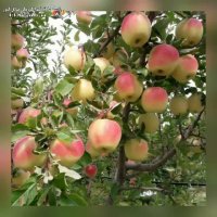 نهالستان نادر محمدی در میاندوآب