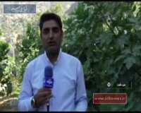 برداشت انجیر از باغات سردشت