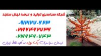 نهال سنجد  09121270623 - خرید نهال سنجد - فروش نهال سنجد - قیمت نهال سنجد