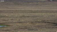 Wolf Pack Hunts A Hare - The Hunt - BBC Earth