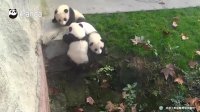 Pandas Play Planking Games Too? | iPanda