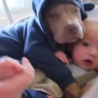 کلیپ خنده دار بچه ها و حیوانات خانگی