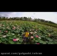 این برکه زیبا تو ایرانه!!! برکه نیلوفر آبی ساری