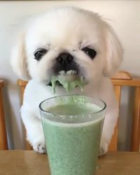 چه با اشتها لیس می زنه