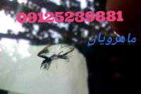 ترمیم شیشه اتومبیل 09125239881