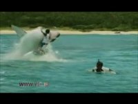 لحظه بلعیده شدن یک موج سوار توسط کوسه