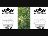 نهال گردو پایه کوتاه,گردو پایه کوتاه,گردو پایه کوتاه 09141811520