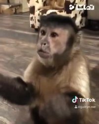 میمون عاشق خامه