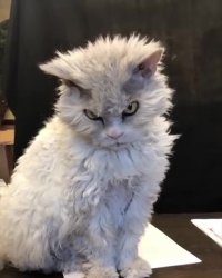 عصبانی ترین گربه دنیا