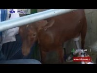 پرورش بز نژاد مورسیا در قلعه گنج