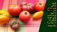 نکات و حقایق جالب درباره گوجه فرنگی