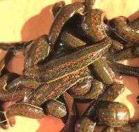 فروش زالو طبی اینترنتی   https://ileeches.ir