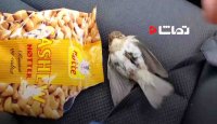 نجات پرنده در حال انجماد توسط مردی مهربون