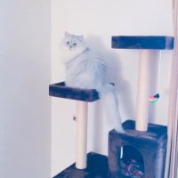 گربه ای با چشمان بی نظیر