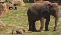 خواب عمیق و خنده دار بچه فیل