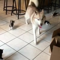 بازی هاسکی و بچه گربه ها