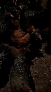 فروش مرغ 2ماهه بلک استار خالص بلک استار09121986651