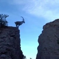 کلیپ دیدنی پرش خانوادگی بزهای کوهی