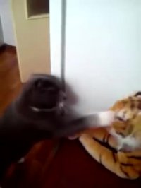 تنفر گربه از ببر