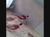 فروش تخم نطفه دار قرقاول به شرط نطفه