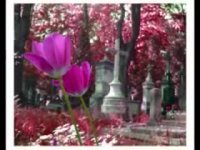 زیباترین دیکلمە از احمد شاملو