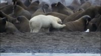 تلاشهای ناکام خرس قطبی برای شکار شیردریایی