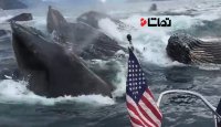 صحنه ای وحشتناک اما جالب در دریا