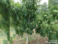 گردو چندلر آمریکایی-نهالستان مهندس علی ارجمند