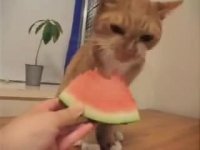 گربه هندونه خور  - خنده دار