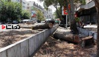 قطع درختان خیابان ولیعصر تهران برای تبلیغات