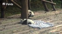 Panda Baby's First Attempt On Climbing The Tree | iPanda