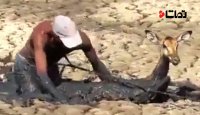 تلاش برای نجات آهوی گرفتار در مرداب