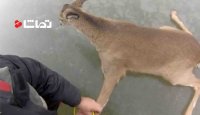 نجات آهو از دریاچه یخ زده