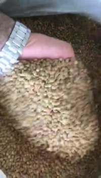 قیمت به روز عدس ریز قزاق