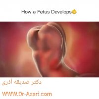 مراحل رشد جنین