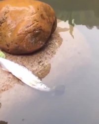 کمک یه لاکپشت برای نجات جان ماهی !