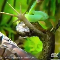 فکر نمیکردم این موجودات اینقدر خشن باشن