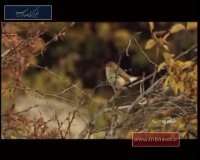 _جنگل ابر _، جنگلی رویای در شاهرود