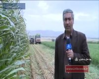 برداشت سومین محصول استراتژیک کشاورزی