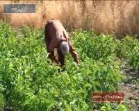 فناوری پیوند گردو