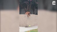 Dog Purposely Drops Ball To Get Strangers To Play Fetch