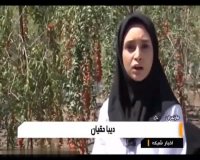 میوه ضد سرطان و معجزه لاغری گوجی بری خرید 09120580638