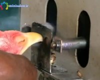 نحوه نوک چینی طیور + مزایا و معایب