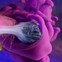 هنرمندان کهکشان!