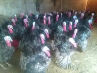 فروش تخم قرقاول و بوقلمون شرکت آسیا طیور