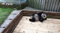 Panda Sesame Playing By Himself In The Huge Crate! | iPanda