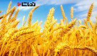 کیفیت گندم فدای کمیت