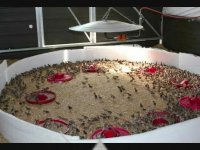 فروش تخم نطفه دار تمامی طیور