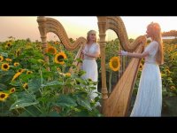 چنگ نوازی در میان گل های آفتابگردان